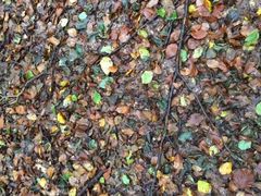 Verbrennen oder dem Wald 'schenken'?