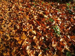 Blättersegen oder -fluch?