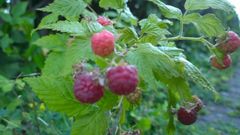 'Byturus tomentosus'