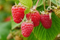 Triebe schneiden und recyclen