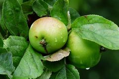 Kalium und Kalzium f&uuml;r Obstb&auml;ume