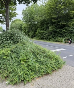 Wenn Hecken zur Unfallgefahr werden